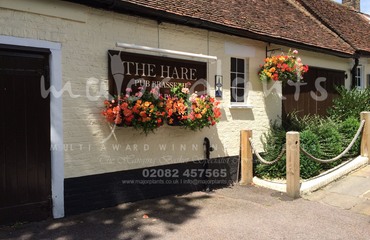 Major Plants Ltd - Before after - London - UK - Image 3