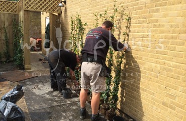 Major Plants Ltd - Before after - London - UK - Image 10