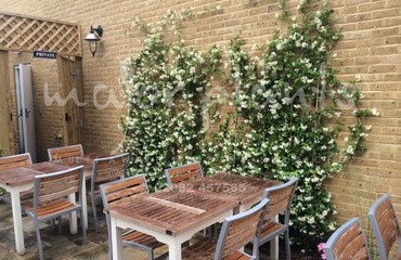 Major Plants Ltd - Before after - London - UK - Image 11