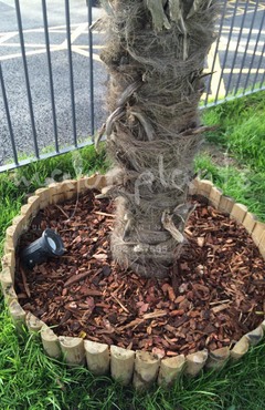 Major Plants Ltd - Before after - London - UK - Image 15