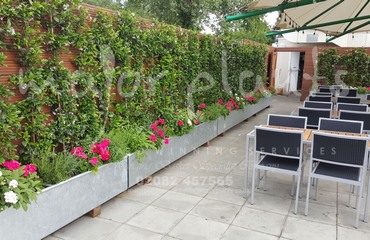 Major Plants Ltd - Before after - London - UK - Image 21