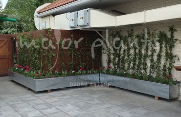 Major Plants Ltd - Before after - London - UK - Image 25
