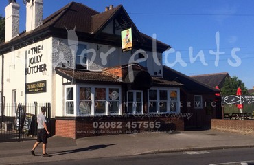 Major Plants Ltd - Before after - London - UK - Image 30