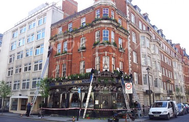 Major Plants Ltd - Before after - London - UK - Image 32