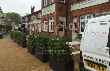 Major Plants Ltd - Before after - London - UK - Image 61