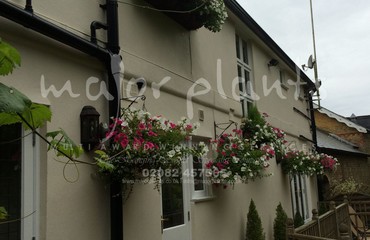 Major Plants Ltd - Hanging Basket Services - London - UK - Image 8