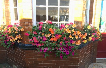 Major Plants Ltd - Hanging Basket Services - London - UK - Image 30