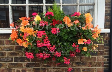 Major Plants Ltd - Hanging Basket Services - London - UK - Image 64