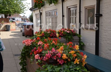 Major Plants Ltd - Hanging Basket Services - London - UK - Image 75