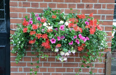 Major Plants Ltd - Hanging Basket Services - London - UK - Image 92