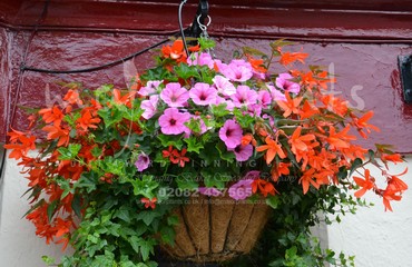 Major Plants Ltd - Hanging Basket Services - London - UK - Image 105