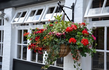 Major Plants Ltd - Hanging Basket Services - London - UK - Image 120
