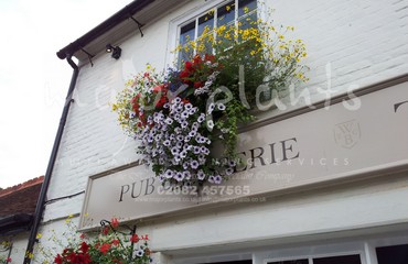 Major Plants Ltd - Hanging Basket Services - London - UK - Image 124