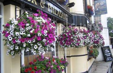 Major Plants Ltd - Hanging Basket Services - London - UK - Image 159