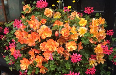Major Plants Ltd - Hanging Basket Services - London - UK - Image 172
