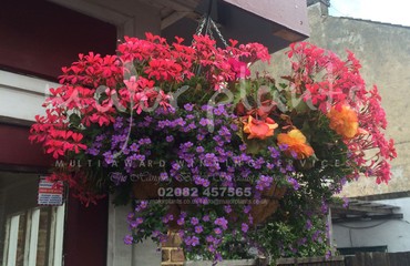 Major Plants Ltd - Hanging Basket Services - London - UK - Image 173