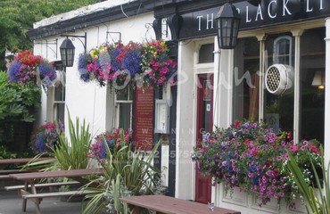 Major Plants Ltd - Hanging Basket Services - London - UK - Image 176